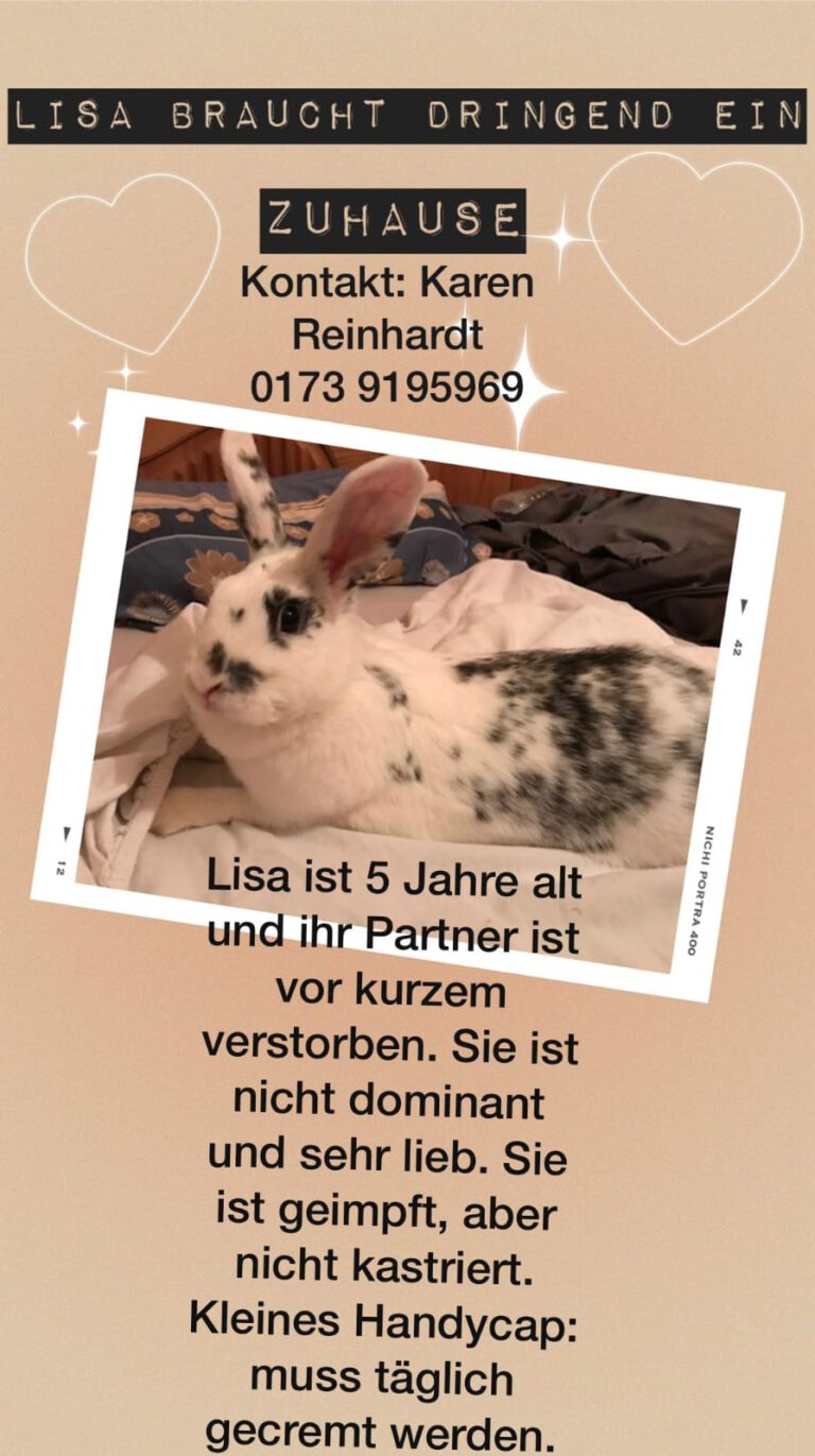 Kaninchen Lisa Sucht Ein Neues Zuhause Tierheim Falkensee